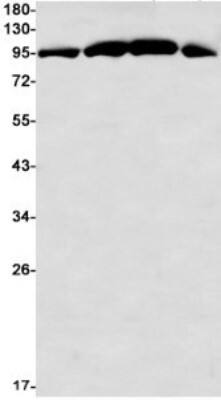 Western Blot: GR/NR3C1 Antibody (S02-5A3) [NBP3-19823] - Western blot detection of GR/NR3C1 in CHO-K1 (Lane 1), C6 (Lane 2), Rat Brain (Lane 3), Ramos (Lane 4) cell lysates using NBP3-19823 (1:1000 diluted). Predicted band size: 86kDa. Observed band size: 86kDa.