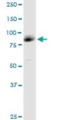 Western Blot: GRAF Antibody [H00023092-B01P] - Analysis of GRAF expression in HepG2.