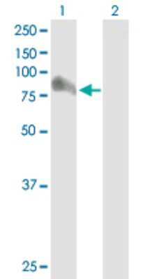 Western Blot: GRAF Antibody [H00023092-B01P] - Analysis of ARHGAP26 expression in transfected 293T cell line by ARHGAP26 polyclonal antibody.  Lane 1: ARHGAP26 transfected lysate(83.49 KDa). Lane 2: Non-transfected lysate.