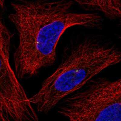 Immunocytochemistry/Immunofluorescence: GRAP Antibody [NBP2-55979] - Staining of human cell line U-2 OS shows localization to centrosome.