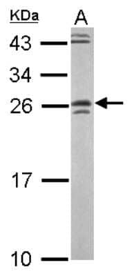 Western Blot: GRAP Antibody [NBP2-16737] - Sample (50 ug of whole cell lysate) A: Mouse Brain, 12% SDS PAGE gel, diluted at 1:3000.
