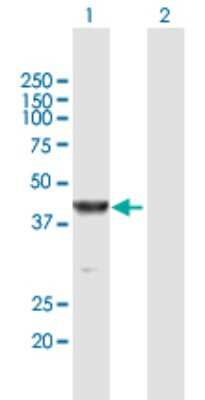 Western Blot: GRAP2 Antibody [H00009402-B01P] - Analysis of GRAP2 expression in transfected 293T cell line by GRAP2 polyclonal antibody.  Lane 1: GRAP2 transfected lysate(36.3 KDa). Lane 2: Non-transfected lysate.