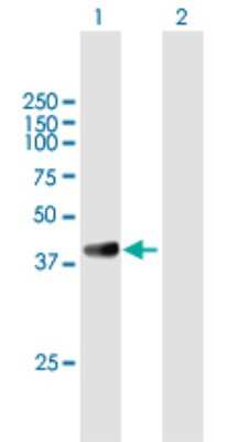 Western Blot: GRAP2 Antibody [H00009402-B02P] - Analysis of GRAP2 expression in transfected 293T cell line by GRAP2 polyclonal antibody.  Lane 1: GRAP2 transfected lysate(36.3 KDa). Lane 2: Non-transfected lysate.