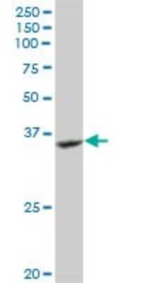 Western Blot: GRAP2 Antibody [H00009402-D01P] - Analysis of GRAP2 expression in Jurkat.