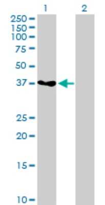 Western Blot: GRAP2 Antibody [H00009402-D01P] - Analysis of GRAP2 expression in transfected 293T cell line by GRAP2 polyclonal antibody.Lane 1: GRAP2 transfected lysate(37.90 KDa).Lane 2: Non-transfected lysate.