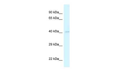Western Blot: GRASP Antibody [NBP2-85015] - WB Suggested Anti-Grasp Antibody. Titration: 1.0 ug/ml. Positive Control: Mouse Small Intestine