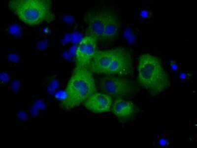 Immunocytochemistry/Immunofluorescence: GRASP1 Antibody (1E3) [NBP2-02277] Staining of COS7 cells transiently transfected by pCMV6-ENTRY GRASP1.
