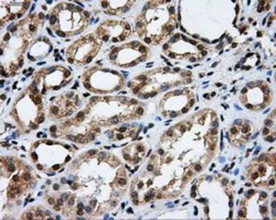 Immunohistochemistry-Paraffin: GRASP1 Antibody (1E3) [NBP2-02277] - Staining of paraffin-embedded Kidney tissue using anti-GRASP1 mouse monoclonal antibody.