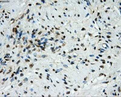Immunohistochemistry-Paraffin: GRASP1 Antibody (1E3) [NBP2-02277] - Staining of paraffin-embedded prostate tissue using anti-GRASP1 mouse monoclonal antibody.