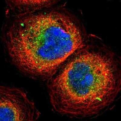 Immunocytochemistry/Immunofluorescence: GRASP1 Antibody [NBP1-85103] - Staining of human cell line A-431 shows localization to cytosol & vesicles. Antibody staining is shown in green.