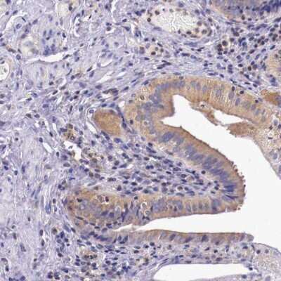 Immunohistochemistry-Paraffin: GRASP1 Antibody [NBP1-85102] - Staining of human gall bladder shows cytoplasmic positivity in glandular cells.