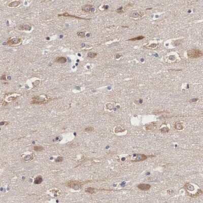 Immunohistochemistry-Paraffin: GRASP1 Antibody [NBP1-85103] - Staining of human cerebral cortex shows high expression.