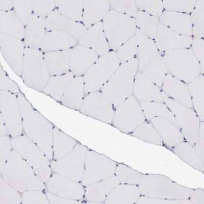 Immunohistochemistry-Paraffin: GRASP1 Antibody [NBP1-85103] - Staining of human skeletal muscle shows low expression as expected.