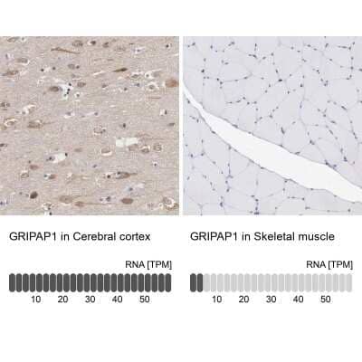 Immunohistochemistry-Paraffin GRASP1 Antibody - BSA Free