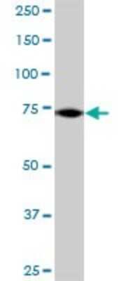 Western Blot: GRASP1 Antibody [H00056850-B01P] - Analysis of GRIPAP1 expression in human liver.