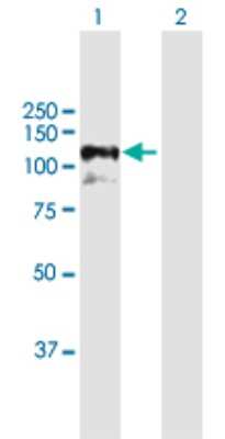Western Blot: GRASP1 Antibody [H00056850-B01P] - Analysis of GRIPAP1 expression in transfected 293T cell line by GRIPAP1 polyclonal antibody.  Lane 1: GRIPAP1 transfected lysate(92.51 KDa). Lane 2: Non-transfected lysate.