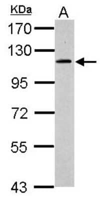 Western Blot: GRASP1 Antibody [NBP1-31077] - Sample (30 ug of whole cell lysate) A: HepG2 7. 5% SDS PAGE, antibody diluted at 1:500.