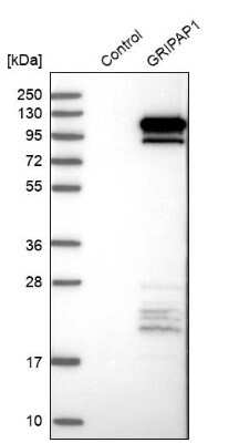 <b>Orthogonal Strategies Validation. </b>Western Blot: GRASP1 Antibody [NBP1-85103] - Analysis in control (vector only transfected HEK293T lysate) and GRIPAP1 over-expression lysate (Co-expressed with a C-terminal myc-DDK tag (3.1 kDa) in mammalian HEK293T cells).