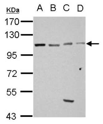 Western Blot: GRASP1 Antibody [NBP2-16739] - Sample (30 ug of whole cell lysate) A: 293T B: A431 C: HeLa D: HepG2 7. 5% SDS PAGE gel, diluted at 1:10000.