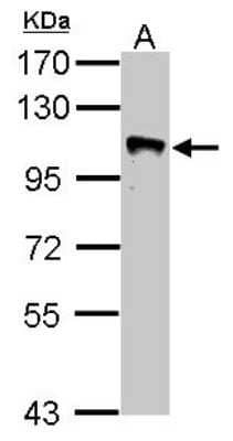 Western Blot: GRASP1 Antibody [NBP2-16739] - Sample (50 ug of whole cell lysate) A: Mouse Brain, 7. 5% SDS PAGE gel, diluted at 1:1000.