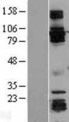 Western Blot GRASP1 Overexpression Lysate