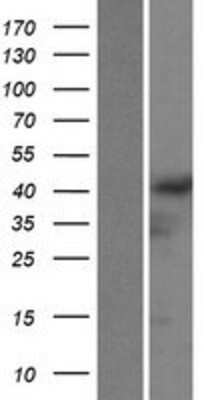 Western Blot: GRASP Overexpression Lysate [NBP2-04899] - Left-Empty vector transfected control cell lysate (HEK293 cell lysate); Right -Over-expression Lysate for GRASP.