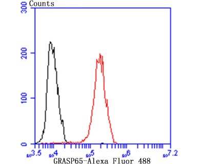 Flow Cytometry: GRASP65 Antibody (JB36-34) [NBP2-75516] - Analysis of MCF-7 cells with GRASP65 antibody at 1/50 dilution (red) compared with an unlabelled control (cells without incubation with primary antibody; black). Alexa Fluor 488-conjugated goat anti-rabbit IgG was used as the secondary antibody.