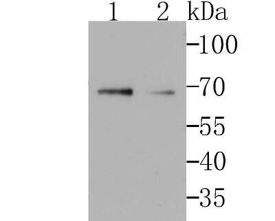 Western Blot: GRASP65 Antibody (JB36-34) [NBP2-75516] - Analysis of GRASP65 on different cell lysates using anti-GRASP65 at 1/500 dilution.Positive control:Line 1: THP-1         Line 2: SKBR3