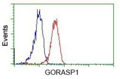 Flow Cytometry: GRASP65 Antibody (OTI5G8) - Azide and BSA Free [NBP2-72144] - Analysis of Jurkat cells, using anti-GRASP65 antibody, (Red), compared to a nonspecific negative control antibody (Blue).