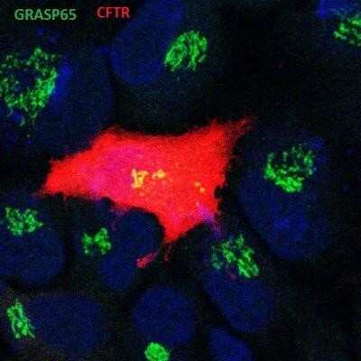 Flow Cytometry: GRASP65 Antibody (OTI5G8) - Azide and BSA Free [NBP2-72144] - Staining in Hela cells: red CFTR, Green GRASP65 and Blue is DAPI.  Image from a verified customer review.