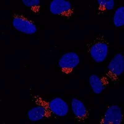 Immunocytochemistry/Immunofluorescence: GRASP65 Antibody (OTI5G8) - Azide and BSA Free [NBP2-72144] - Golgi localization in human Wi26 cells. Works for ICC on MeOH and PFA-fixed cells 1:100-1:200 dilution WB on human lung fibroblasts 1:2000 in TBST (membrane blocking with 5% skimmed milk). This image was submitted via customer Review.
