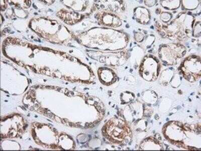 Immunohistochemistry: GRASP65 Antibody (OTI5G8) - Azide and BSA Free [NBP2-72144] - Staining of paraffin-embedded Human Kidney tissue using anti-GRASP65 mouse monoclonal antibody.