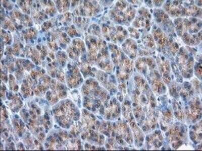 Immunohistochemistry: GRASP65 Antibody (OTI5G8) - Azide and BSA Free [NBP2-72144] - Staining of paraffin-embedded Human pancreas tissue using anti-GRASP65 mouse monoclonal antibody.