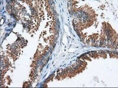 Immunohistochemistry: GRASP65 Antibody (OTI5G8) - Azide and BSA Free [NBP2-72144] - Staining of paraffin-embedded Human prostate tissue using anti-GRASP65 mouse monoclonal antibody.