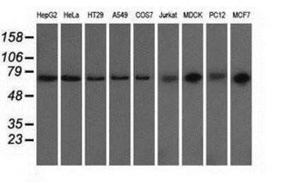 Western Blot: GRASP65 Antibody (OTI5G8) - Azide and BSA Free [NBP2-72144] - Analysis of extracts (35ug) from 9 different cell lines by using anti-GRASP65 monoclonal antibody.