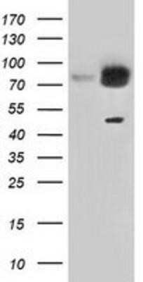Western Blot: GRASP65 Antibody (OTI5G8) - Azide and BSA Free [NBP2-72144] - HEK293T cells were transfected with the pCMV6-ENTRY control (Left lane) or pCMV6-ENTRY GRASP65 (Right lane) cDNA for 48 hrs and lysed. Equivalent amounts of cell lysates (5 ug per lane) were separated by SDS-PAGE and immunoblotted with anti-GRASP65.
