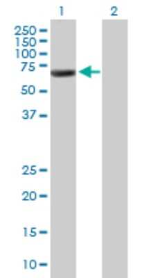 Western Blot: GRASP65 Antibody [H00064689-B01P] - Analysis of GORASP1 expression in transfected 293T cell line by GORASP1 polyclonal antibody.  Lane 1: GORASP1 transfected lysate(48.4 KDa). Lane 2: Non-transfected lysate.