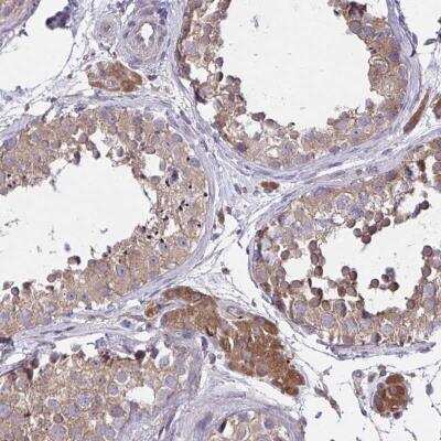 Immunohistochemistry-Paraffin: GRB 14 Antibody [NBP2-38230] - Staining of human testis shows moderate cytoplasmic positivity in cells in seminiferus ducts, Leydig cells were strongly stained.