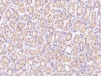 Immunohistochemistry-Paraffin: GRB 14 Antibody [NBP2-97218] - Human stomach with rabbit polyclonal antibody at 1:500 dilution.