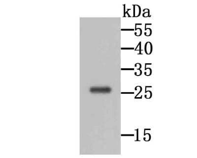 Western Blot: GRB2 Antibody (11-B11) [NBP2-80405] - Analysis of GRB2 on 293 cell lysate using anti-GRB2 antibody at 1/1,000 dilution.