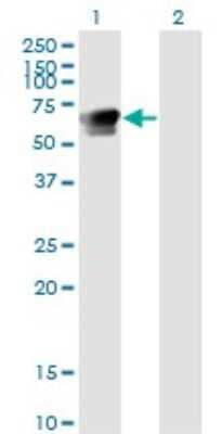 Western Blot: GRB7 Antibody (3C12) [H00002886-M03] - Analysis of GRB7 expression in transfected 293T cell line by GRB7 monoclonal antibody (M03), clone 3C12. Lane 1: GRB7 transfected lysatE (59.7 KDa). Lane 2: Non-transfected lysate.