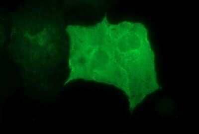 Immunocytochemistry/Immunofluorescence: GRF2 Antibody (OTI2F5) - Azide and BSA Free [NBP2-70846] - Analysis of COS7 cells transiently transfected by pCMV6-ENTRY GRF2.