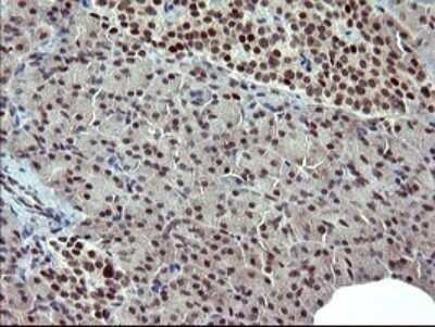 Immunohistochemistry: GRF2 Antibody (OTI2F5) - Azide and BSA Free [NBP2-70846] - Analysis of Human pancreas tissue. (Heat-induced epitope retrieval by 10mM citric buffer, pH6.0, 120C for 3min)