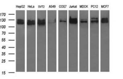 Western Blot: GRF2 Antibody (OTI2F5) - Azide and BSA Free [NBP2-70846] - Analysis of extracts (35ug) from 9 different cell lines (HepG2: human; HeLa: human; SVT2: mouse; A549: human; COS7: monkey; Jurkat: human; MDCK: canine; PC12: rat; MCF7: human).