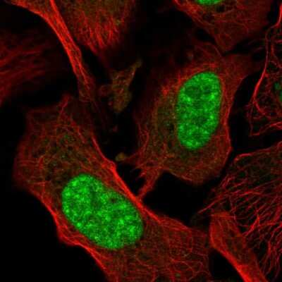 Immunocytochemistry/Immunofluorescence: GRG (Groucho homolog) Antibody [NBP2-58543] - Staining of human cell line U-2 OS shows localization to nucleoplasm.