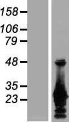 Western Blot: GRG (Groucho homolog) Overexpression Lysate (Adult Normal) [NBP2-10957] Left-Empty vector transfected control cell lysate (HEK293 cell lysate); Right -Over-expression Lysate for GRG (Groucho homolog).