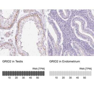 Immunohistochemistry-Paraffin: GRID2 Antibody [NBP2-31632] - Staining in human testis and endometrium tissues using anti-GRID2 antibody. Corresponding GRID2 RNA-seq data are presented for the same tissues.