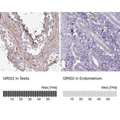 <b>Orthogonal Strategies Validation. </b>Immunohistochemistry-Paraffin: GRID2 Antibody [NBP2-31723] - Staining in human testis and endometrium tissues using anti-GRID2 antibody. Corresponding GRID2 RNA-seq data are presented for the same tissues.