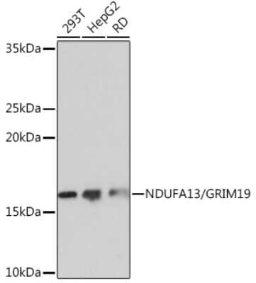 Western Blot: GRIM19 Antibody (7D1Z6) [NBP3-16274] - Western blot analysis of extracts of various cell lines, using NDUFA13/GRIM19 Rabbit mAb (NBP3-16274) at 1:1000 dilution. Secondary antibody: HRP Goat Anti-Rabbit IgG (H+L) at 1:10000 dilution. Lysates/proteins: 25ug per lane. Blocking buffer: 3% nonfat dry milk in TBST. Detection: ECL Basic Kit. Exposure time: 10s.