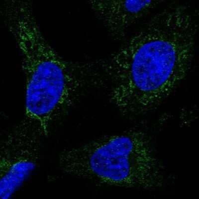 Immunocytochemistry/Immunofluorescence: GRIM19 Antibody [NBP1-90050] - Staining of human cell line U-251 MG shows positivity in mitochondria. Antibody staining is shown in green.